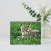 Katze im Gras liegen Postkarte (Stehend Vorderseite)