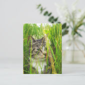 Katze im Gras Postkarte (Stehend Vorderseite)