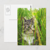 Katze im Gras Postkarte (Vorne/Hinten)