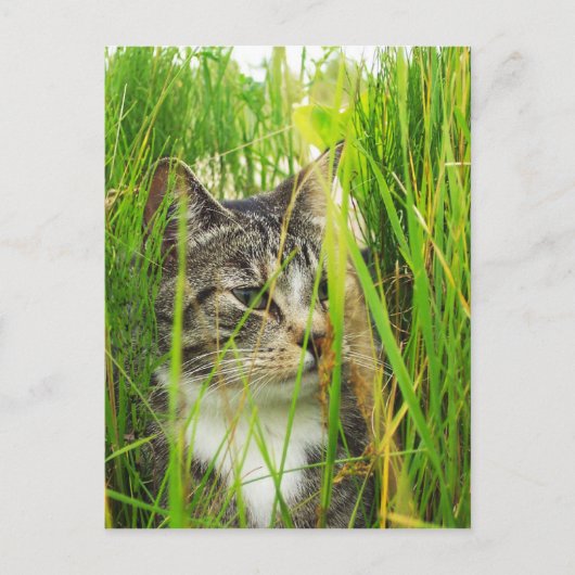 Katze im Gras Postkarte (Vorderseite)