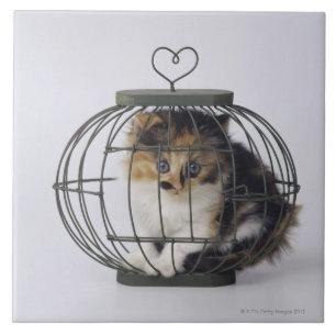 Katze im Käfig Fliese