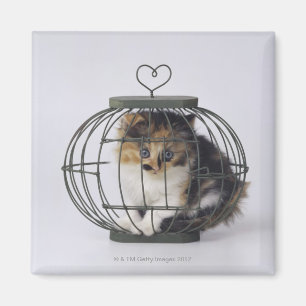 Katze im Käfig Magnet