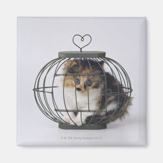 Katze im Käfig Magnet (Vorne)
