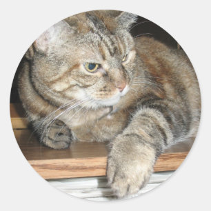 Katze im Regal Runder Aufkleber