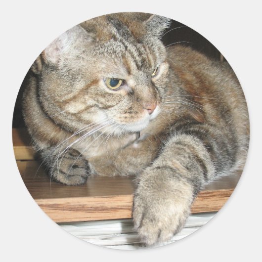 Katze im Regal Runder Aufkleber (Vorderseite)