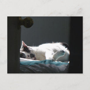 Katze im Sonnenfleck - Bitte nicht stören Postkarte