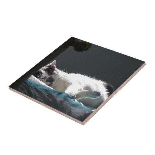 Katze im Sonnenfleck stört nicht Fliese (Seite)