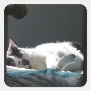 Katze im Sonnenfleck stört nicht Quadratischer Aufkleber