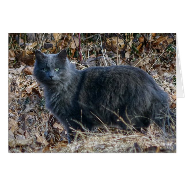 Katze im Wald (Vorderseite (Horizontal))