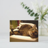 Katze im Waschbecken Postcard Postkarte (Stehend Vorderseite)