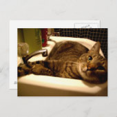 Katze im Waschbecken Postcard Postkarte (Vorne/Hinten)