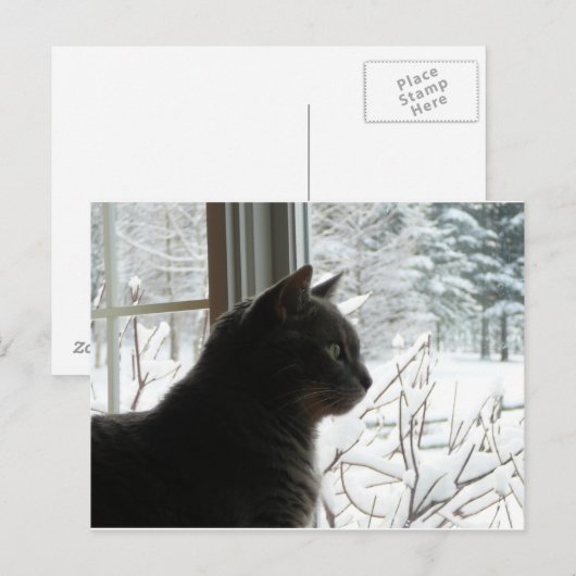 Katze im Winter Postkarte (Vorne/Hinten)