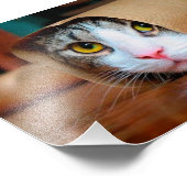 Katze in braunem Papier verpackt Fotodruck (Ecke)