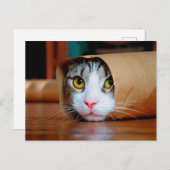 Katze in braunem Papier verpackt Postkarte (Vorne/Hinten)