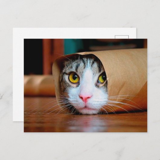 Katze in braunem Papier verpackt Postkarte (Vorne/Hinten)