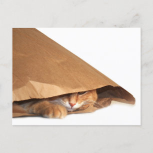 Katze in braunem Papiersack Postkarte