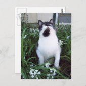 Katze in den Blume Postkarte (Vorne/Hinten)