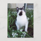 Katze in den Blume Postkarte (Vorderseite)