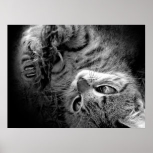 Katze in der Dunkelheit Poster