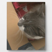Katze in der Schachtel Fotoplatte (Vorderseite)