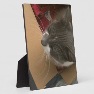 Katze in der Schachtel Fotoplatte