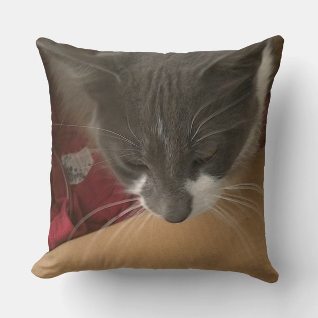 Katze in der Schachtel Kissen (Vorderseite)