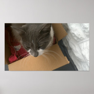Katze in der Schachtel Poster