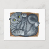 Katze in der Schachtel Postkarte (Vorderseite)
