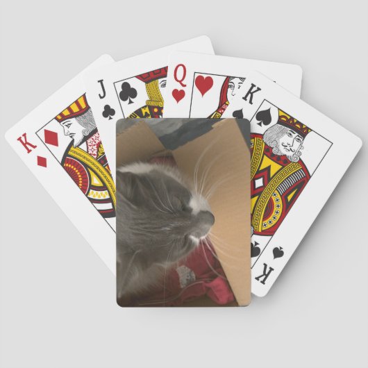 Katze in der Schachtel Spielkarten (Rückseite)