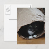 Katze in einem Beutel 2 Postkarte (Vorne/Hinten)