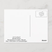 Katze in einem Beutel 2 Postkarte (Rückseite)