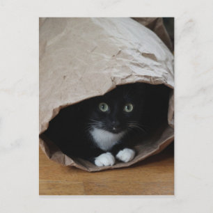 Katze in einem Beutel 2 Postkarte