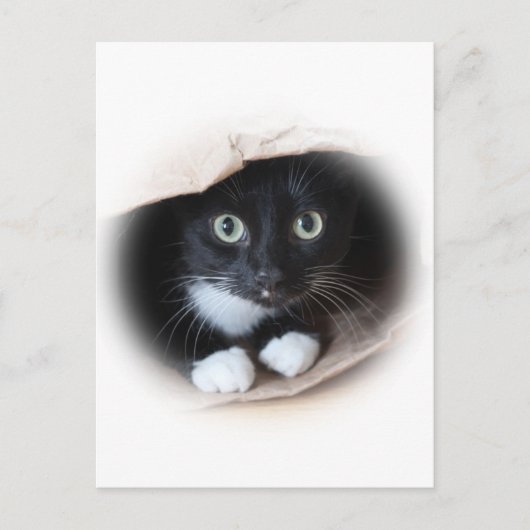 Katze in einem Beutel Postkarte (Vorderseite)
