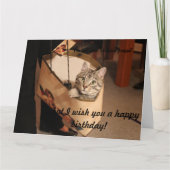 Katze in einem Geschenksack: Big Birthday Card Karte (Vorderseite)