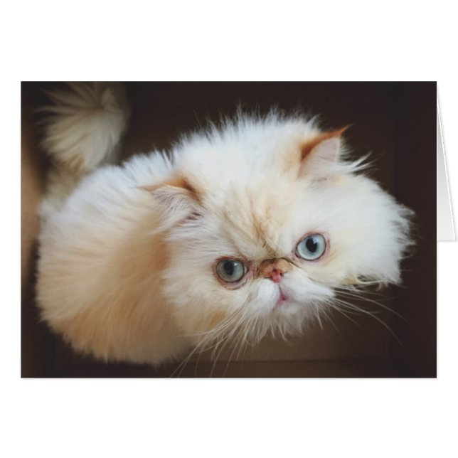 Katze in einem Kasten (Vorderseite (Horizontal))