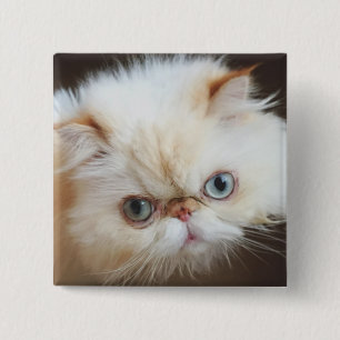 Katze in einem Kasten Button