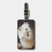 Katze in einem Kasten Gepäckanhänger (Vorderseite vertikal)