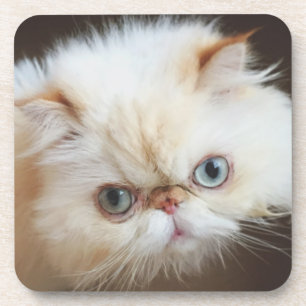 Katze in einem Kasten Getränkeuntersetzer
