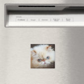 Katze in einem Kasten Magnet (In Situ (Geschirrspüler))