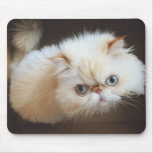 Katze in einem Kasten Mousepad