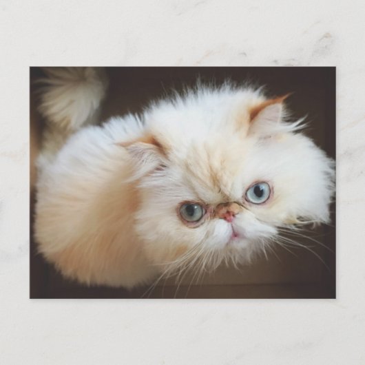 Katze in einem Kasten Postkarte (Vorderseite)