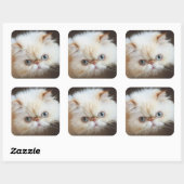 Katze in einem Kasten Quadratischer Aufkleber (Blatt)