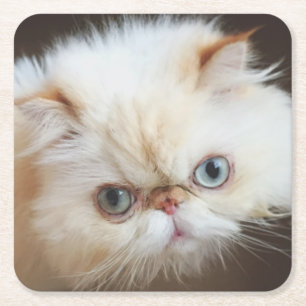 Katze in einem Kasten Rechteckiger Pappuntersetzer