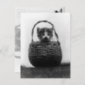 Katze in einem Vintagen Foto Postkarte (Vorne/Hinten)