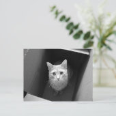 Katze in einer Box Postkarten (Stehend Vorderseite)