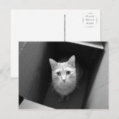 Katze in einer Box Postkarten (Vorne/Hinten)