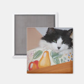 Katze in einer Fruchtschale Magnet (Vorderseite/Rückseite)