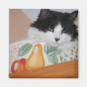 Katze in einer Fruchtschale Magnet