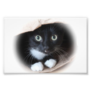 Katze in einer Tasche Fotodruck