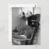 Katze in Geschirrspüler Postkarte (Vorne/Hinten)